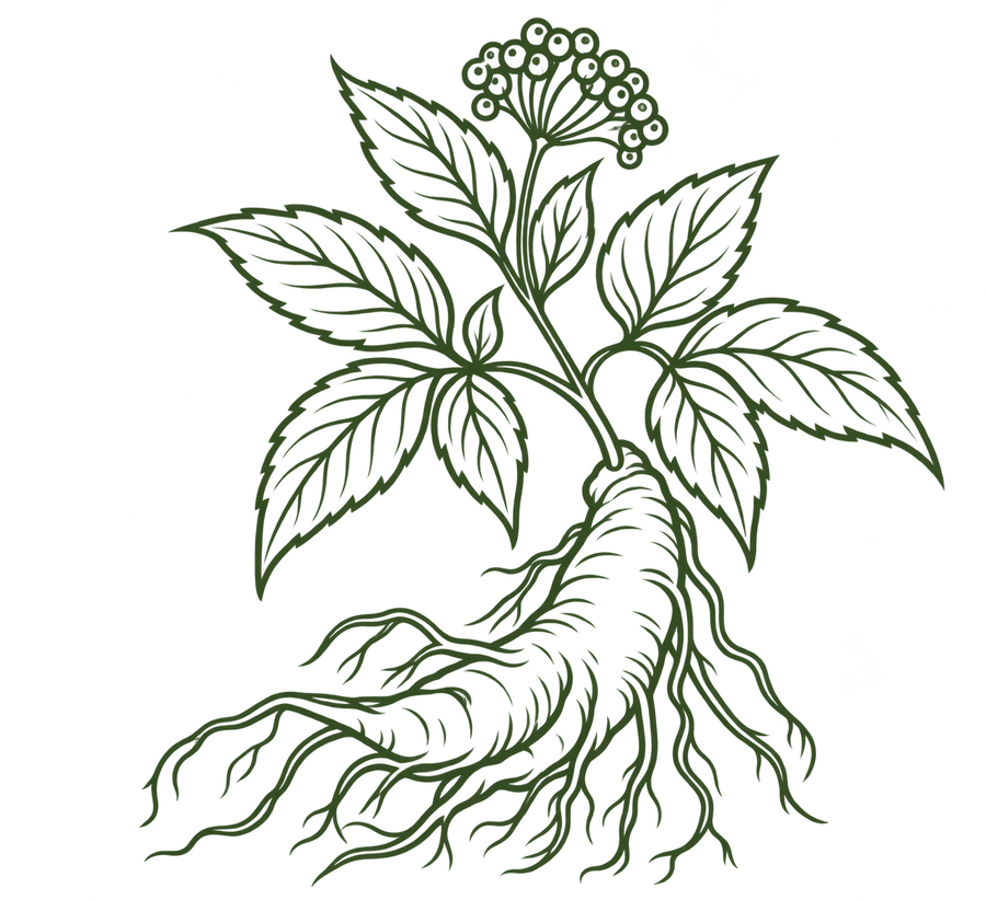 Panax Ginseng