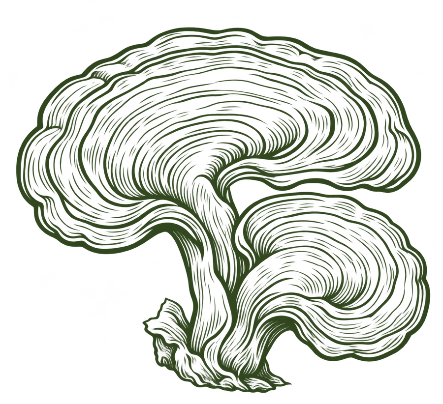 Reishi Mushroom