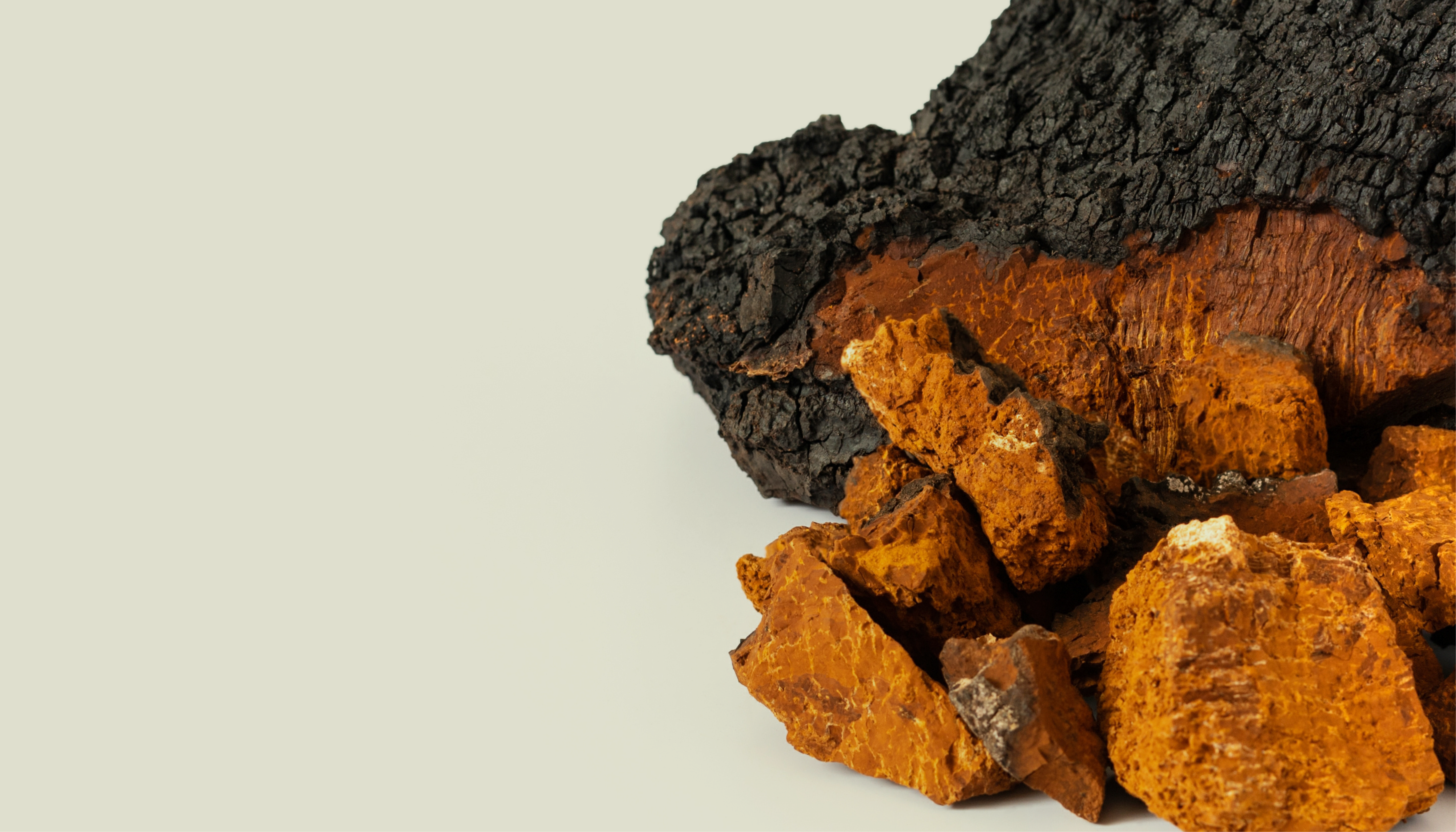 Chaga close up image