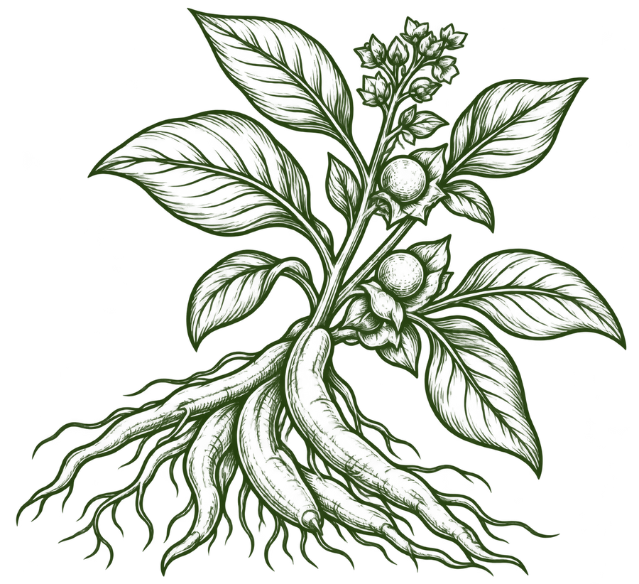 Ashwagandha
