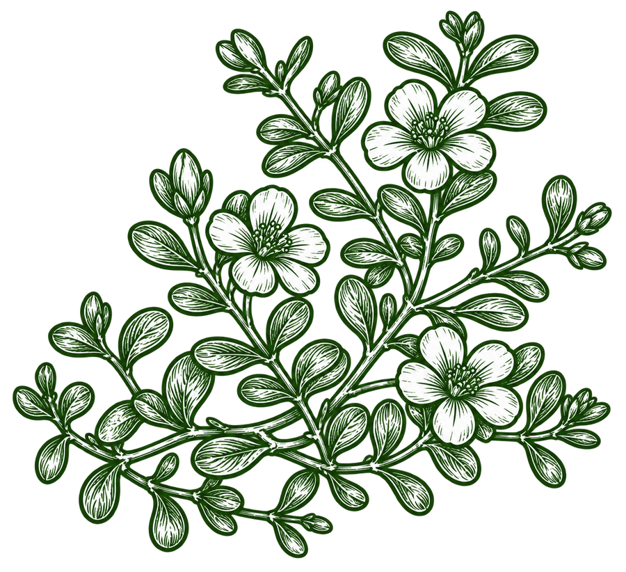 Bacopa Monnieri