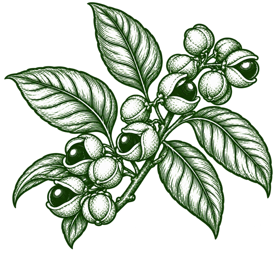 Guarana