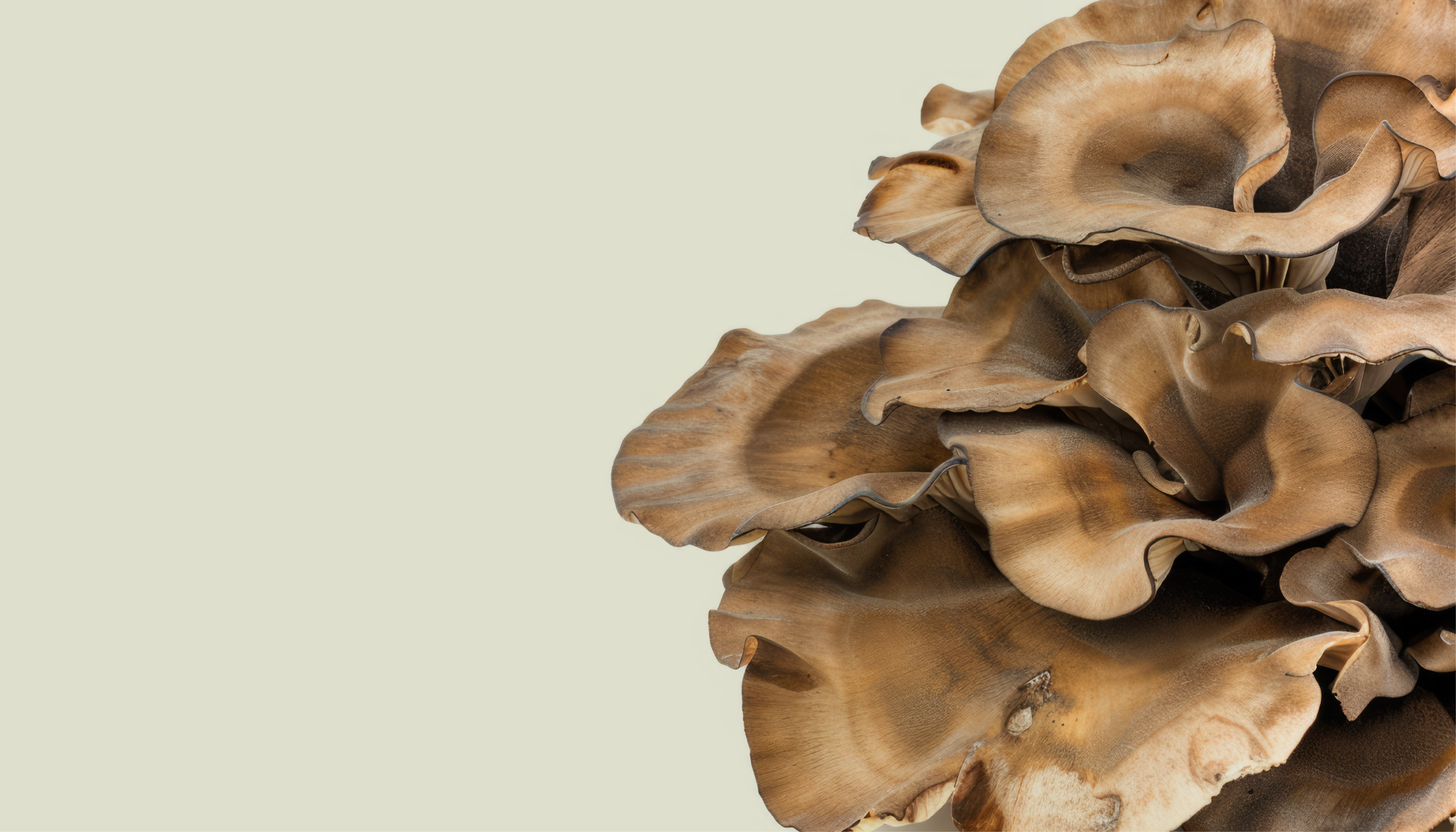 Maitake close up image