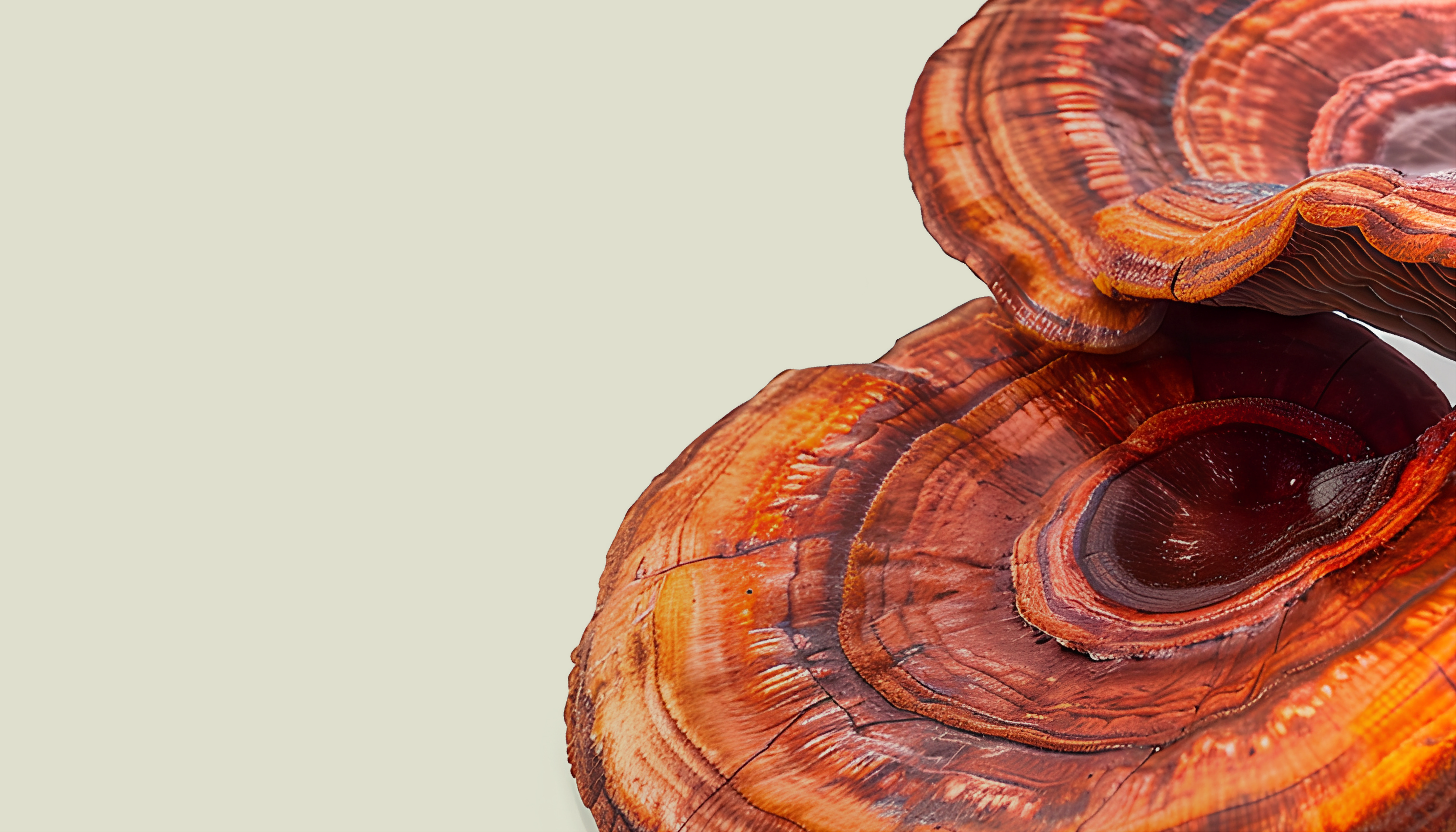 Reishi close up image