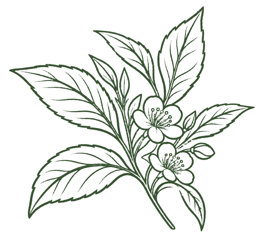 L-Theanine