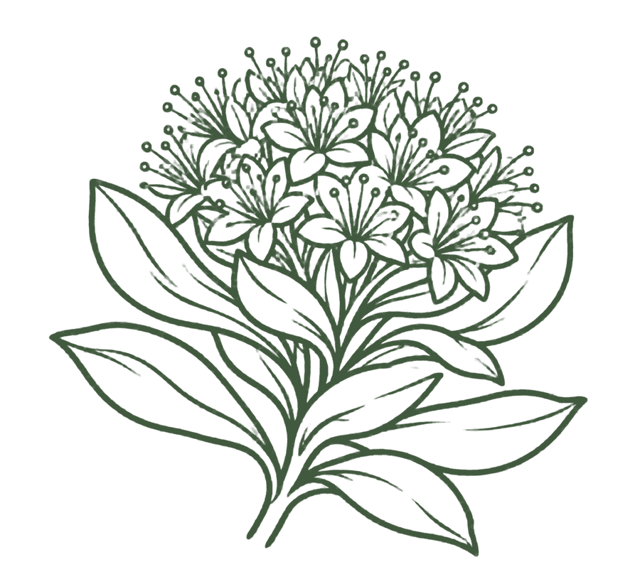 Rhodiola Rosea
